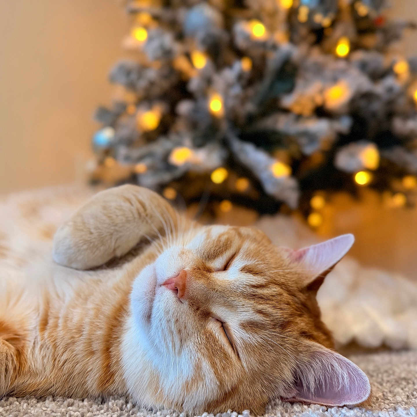Buddy is registered to the contest to win money with this photo: blurred_background, carpet, cat, christmas_tree, close_up, cozy, cute, domestic_cat, ears, feline, fur, holiday, indoor, lights, orange_tabby, pet, relaxed, resting, sleeping, whiskers