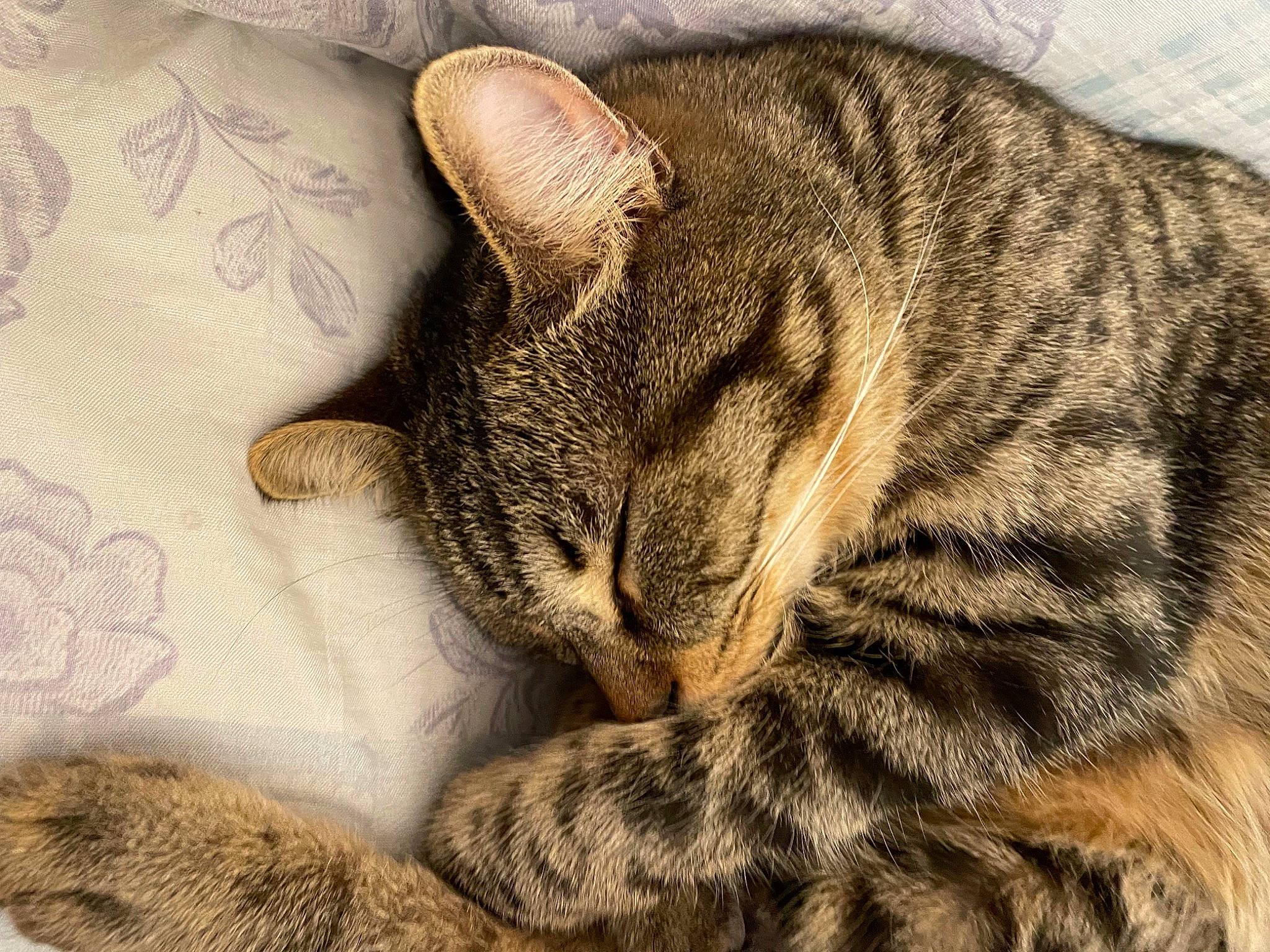 Rosie a rejoint le concours — aidez-le/la à gagner de superbes lots ! art, carnivore, cat, claw, comfort, domestic_short_haired_cat, felidae, fur, linens, mammal, nap, paw, sleep, small_to_medium_sized_cats, snout, tail, terrestrial_animal, vertebrate, whiskers, wildlife