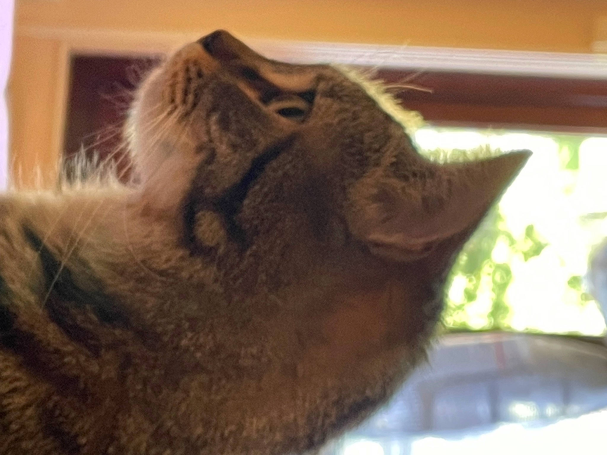 Rosie participe au concours pour gagner de l'argent avec cette photo : carnivore, cat, cat_supply, claw, comfort, domestic_short_haired_cat, fawn, felidae, fur, mammal, paw, plant, small_to_medium_sized_cats, snout, tail, terrestrial_animal, tints_and_shades, vertebrate, whiskers, window