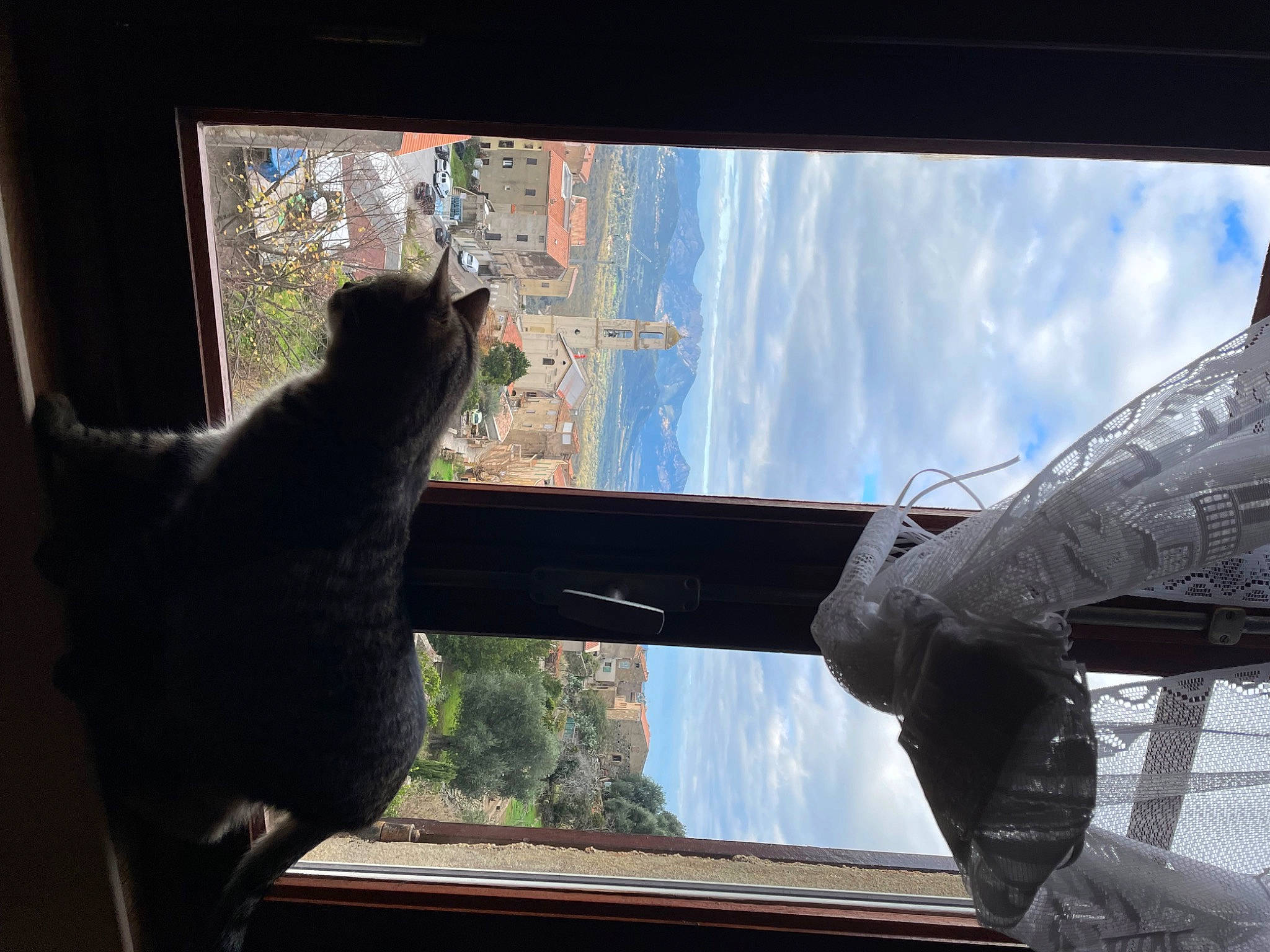 Rosie participe au concours pour gagner de l'argent avec cette photo : auto_part, automotive_exterior, automotive_mirror, carnivore, cat, cloud, felidae, glass, motor_vehicle, plant, sky, small_to_medium_sized_cats, steering_wheel, tints_and_shades, tree, vehicle, vehicle_door, window, windshield, wood