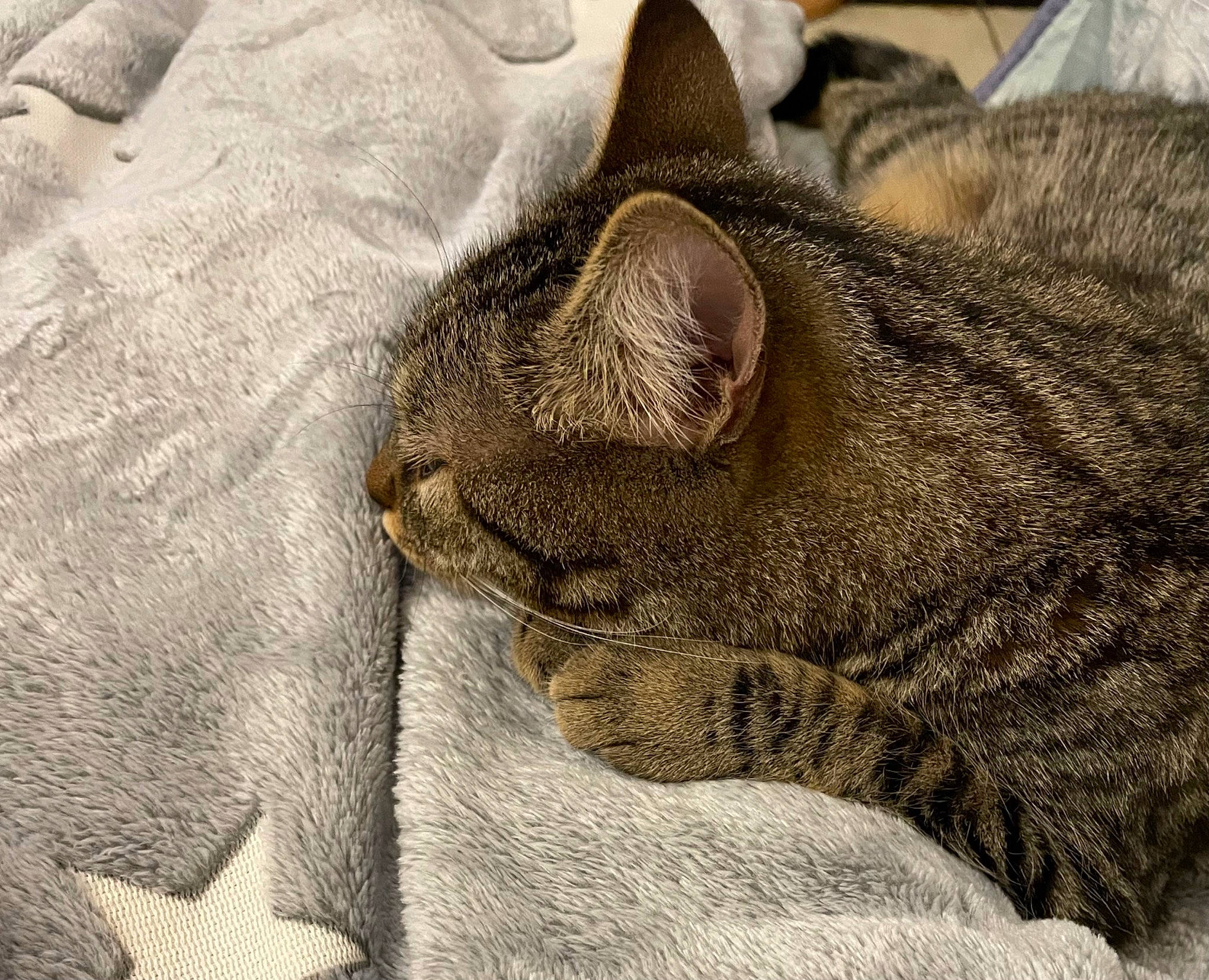 Rosie a rejoint le concours — aidez-le/la à gagner de superbes lots ! carnivore, cat, claw, close_up, comfort, domestic_short_haired_cat, felidae, fur, nap, paw, sleep, small_to_medium_sized_cats, snout, terrestrial_animal, whiskers, wildlife