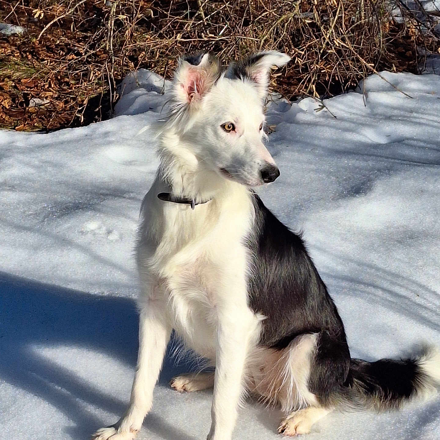 Winnie a rejoint le concours — aidez-le/la à gagner de superbes lots ! accessories, animal, canine, chihuahua, collie, dog, eskimodog, husky, leash, nature, outdoors, pet, puppy, rock, snow, soil, strap, terrier, whitedog, winter