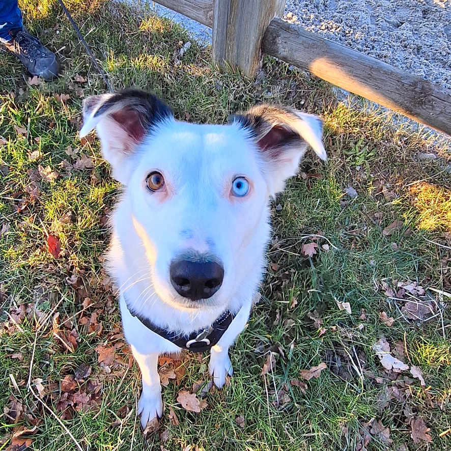 Blue participe au concours pour gagner de l'argent avec cette photo : accessories, animal, boy, canine, child, clothing, dog, footwear, grass, husky, leash, male, person, pet, plant, puppy, shoe, soil, strap, tree