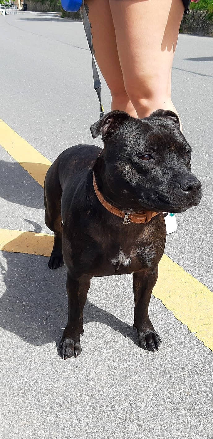 Nevada a rejoint le concours — aidez-le/la à gagner de superbes lots ! canidae, carnivore, collar, companion_dog, dog, dog_breed, dog_collar, dog_supply, dress, fashion_accessory, fawn, fur, human_leg, leash, liver, pet_supply, snout, sporting_group, tail, working_animal