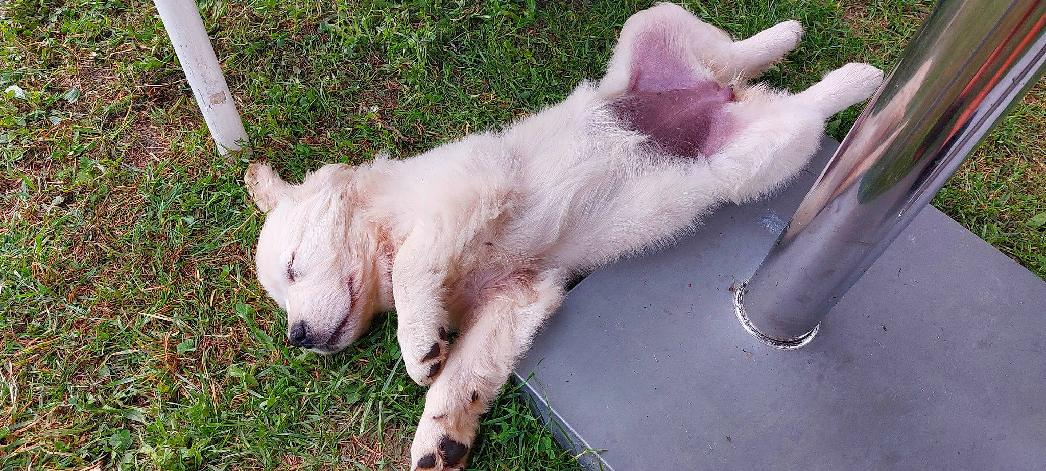 Hélia participe au concours pour gagner de l'argent avec cette photo : canidae, carnivore, companion_dog, dog, dog_breed, fawn, fur, grass, pasture, paw, snout, sporting_group, tail, terrestrial_animal, whiskers, working_animal, working_terrier