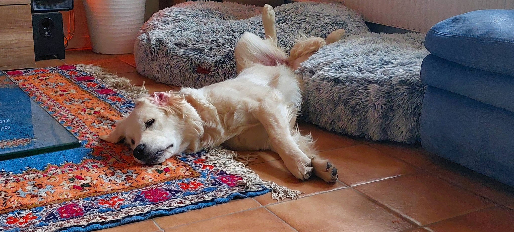 Hélia a rejoint le concours — aidez-le/la à gagner de superbes lots ! canidae, carnivore, collar, comfort, companion_dog, couch, dog, dog_breed, dog_supply, fawn, floor, flooring, fur, linens, mat, paw, snout, sporting_group, tail, wood