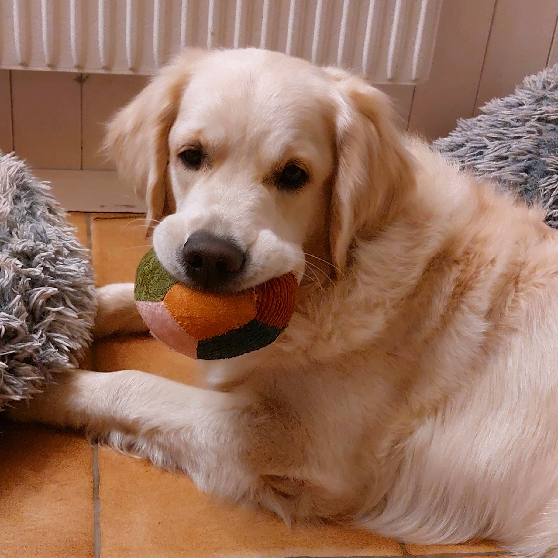 Hélia participe au concours pour gagner de l'argent avec cette photo : canidae, carnivore, circle, companion_dog, dog, dog_breed, dog_supply, fawn, flooring, fur, hardwood, labrador_retriever, paw, plant, puppy, snout, sporting_group, whiskers, wood, working_animal