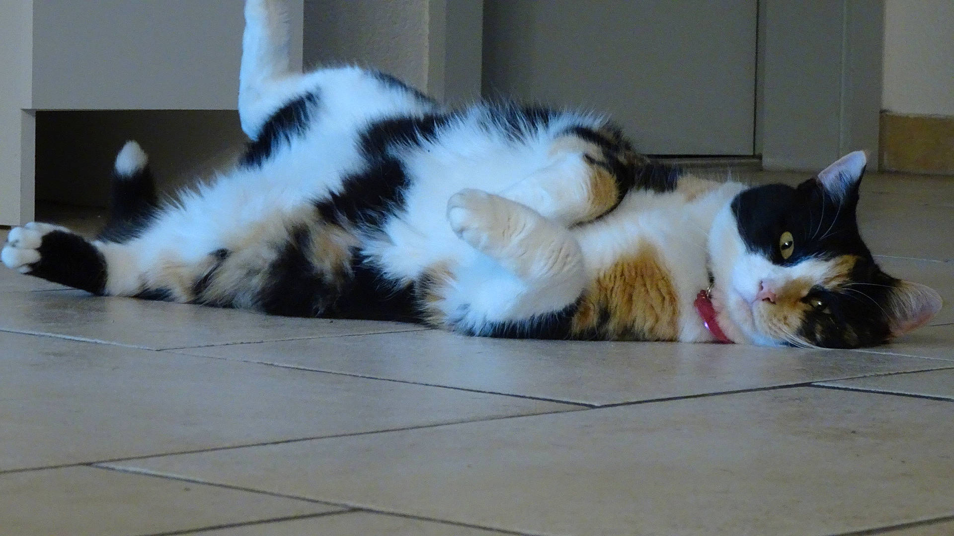 Bobine participe au concours pour gagner de l'argent avec cette photo : carnivore, cat, claw, domestic_short_haired_cat, felidae, flooring, fur, hardwood, paw, small_to_medium_sized_cats, snout, tail, terrestrial_animal, whiskers, wood