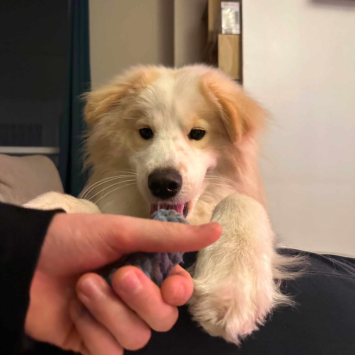 Rio a rejoint le concours — aidez-le/la à gagner de superbes lots ! accessories, animal, bodypart, canine, couch, dog, eskimodog, finger, furniture, goldenretriever, hand, hound, jewelry, labradorretriever, person, pet, puppy, ring, snout, whitedog