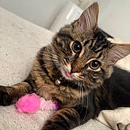 Tobin is registered to the contest to win money with this photo: cat, tabby, pet, animal, feline, cute, playful, tongue_out, fur, whiskers, toy, pink, close_up, indoor, bed, collar, bell, curious, lying_down, domestic_cat