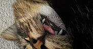 Tobin is registered to the contest to win money with this photo: animal, blanket, carpet, cat, close_up, cozy, cute, face, fangs, fur, indoor, nose, paw, pet, relaxed, resting, sleeping, tabby, tongue_out, whiskers