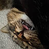 animal, blanket, carpet, cat, close_up, cozy, cute, face, fangs, fur, indoor, nose, paw, pet, relaxed, resting, sleeping, tabby, tongue_out, whiskers