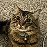 Tobin joined the competition — help win amazing prizes! animal, bell, carpet, cat, collar, curious, cute, domestic_cat, ears, face, fluffy, fur, indoor, mammal, nose, pet, tabby, tongue_out, whiskers, wide_eyes