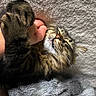 Tobin joined the competition — help win amazing prizes! animal, blanket, cat, claws, close_up, cozy, cute, domestic, feline, fur, human_hand, paw, pet, resting, sleeping, snuggle, tabby_cat, teeth, texture, whiskers