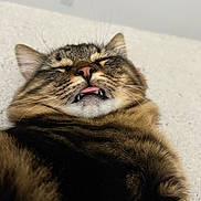 Tobin is registered to the contest to win money with this photo: animal, cat, close_up, cute, ears, expression, face, fangs, feline, fluffy, fur, indoor, lying_down, nose, pet, relaxed, sleeping, tabby_cat, tongue_out, whiskers