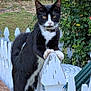 animal, cat, close_up, collar, daylight, fence, flower, garden, grass, greenery, nature, outdoor, paws, pet, pink_rose, plant, tail, tuxedo_cat, whiskers, white_fence