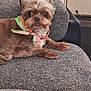 Giovanni Dutye joined the competition — help win amazing prizes! dog, small_dog, bandana, gray_couch, indoor, pet, animal, fur, cute, relaxed, looking_at_camera, texture, home, furniture, ears, eyes, snout, paws, resting, cozy