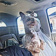 Giovanni Dutye joined the competition — help win amazing prizes! dog, small_dog, car_interior, passenger_seat, leather_seat, sunroof, window, person_partial, black_shirt, happy_dog, panting, ears_up, scruffy, fur, daylight, vehicle, car_window, headrest, seatbelt, backseat