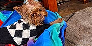 Giovanni Dutye is registered to the contest to win money with this photo: dog, small_dog, pet, blanket, dog_bed, plaid, sweater, indoor, carpet, table, cds, wooden_furniture, flower, decor, looking_back, cozy, home, curious, cute, animal
