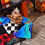 dog, small_dog, pet, blanket, dog_bed, plaid, sweater, indoor, carpet, table, cds, wooden_furniture, flower, decor, looking_back, cozy, home, curious, cute, animal