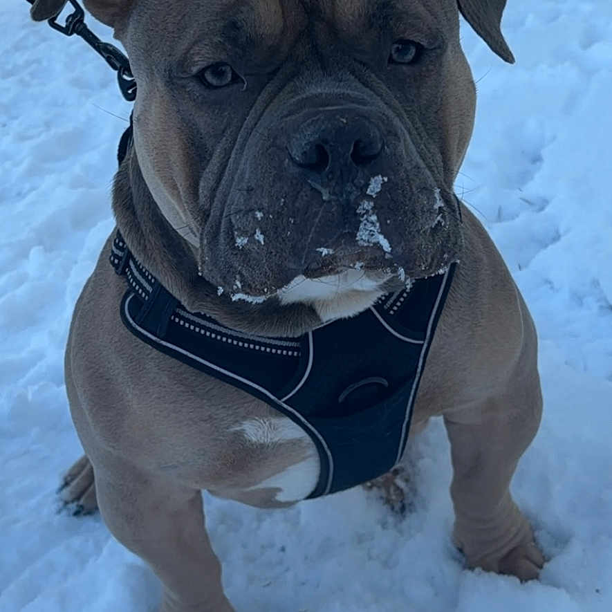 Helios a rejoint le concours — aidez-le/la à gagner de superbes lots ! animal, bostonbull, boxer, bulldog, canine, dog, frenchbulldog, harness, ice, leash, nature, outdoors, pet, pitbull, plant, pug, puppy, snow, tree, whitedog