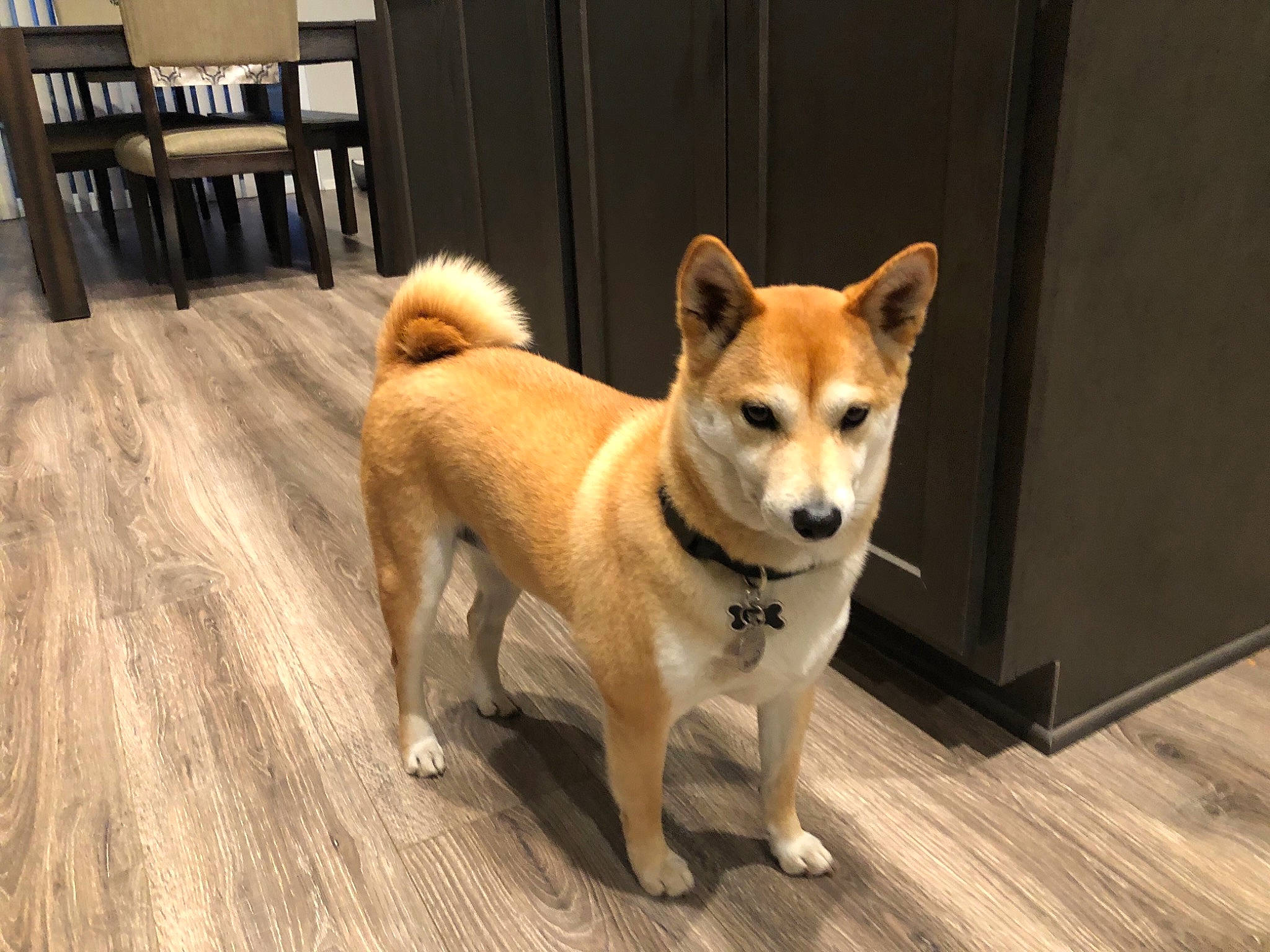 Luna is registered to the contest to win money with this photo: ancient_dog_breeds, carnivore, chair, collar, companion_dog, dog, dog_breed, fawn, flooring, fur, hardwood, non_sporting_group, snout, table, tail, terrestrial_animal, varnish, wood, wood_flooring, working_animal