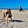 James participe au concours pour gagner de l'argent avec cette photo : dog, beach, ocean, sand, shoreline, outdoor, sunny, blue_sky, water, sea, harness, leash, standing, animal, pet, tan_fur, black_muzzle, ears, driftwood, boat