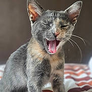 Biscotte participe au concours pour gagner de l'argent avec cette photo : cat, gray_cat, tan_cat, pet, animal, feline, cute, yawning, sitting, bed, blanket, indoor, whiskers, ears, fur, portrait, domestic_cat, home, cozy, sleepy