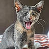 cat, gray_cat, tan_cat, pet, animal, feline, cute, yawning, sitting, bed, blanket, indoor, whiskers, ears, fur, portrait, domestic_cat, home, cozy, sleepy