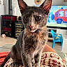 kitten, cat, indoor, crocheted_blanket, orange, gray_fur, large_eyes, wood_stove, television, cartoon, living_room, furniture, photo_frame, wall_decor, curious, pet, animal, cozy, home, seated