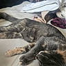 cat, bed, clothes, fabric, sleeping, relaxed, feline, indoor, fur, resting, textile, domestic, animal, messy, home, soft, striped, laying, cozy, nap