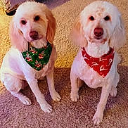 Maisy And Gimble joined the competition — help win amazing prizes! dog, canine, pet, indoor, carpet, bandana, holiday, festive, white_fur, sitting, cute, domestic_animal, two_dogs, floor, living_room, furniture, cozy, portrait, animal, companion