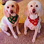 dog, canine, pet, indoor, carpet, bandana, holiday, festive, white_fur, sitting, cute, domestic_animal, two_dogs, floor, living_room, furniture, cozy, portrait, animal, companion