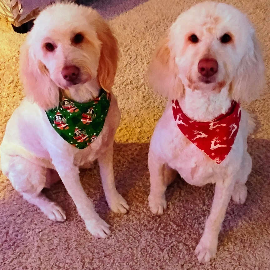 Maisy And Gimble joined the competition — help win amazing prizes! animal, bandana, canine, carpet, companion, cozy, cute, dog, domestic_animal, festive, floor, furniture, holiday, indoor, living_room, pet, portrait, sitting, two_dogs, white_fur