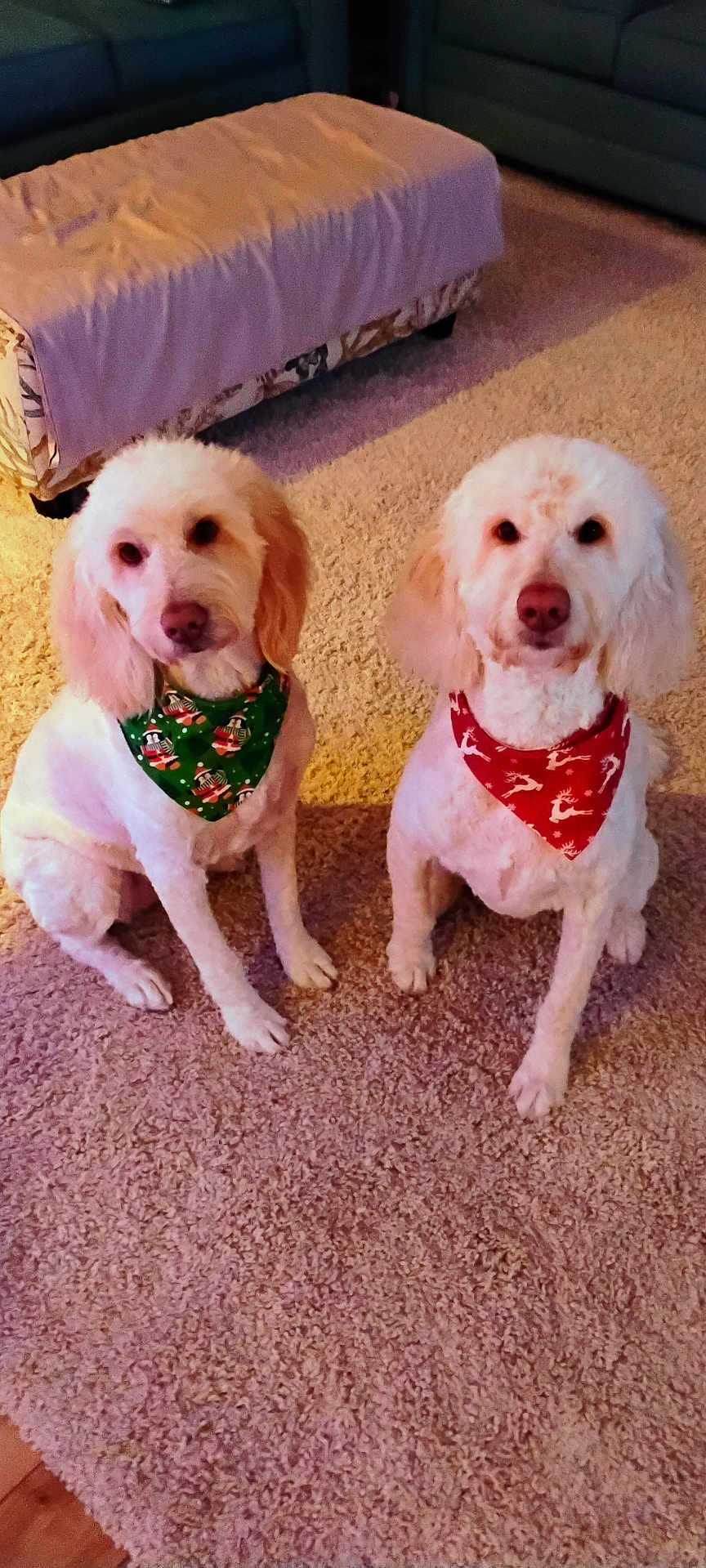 Maisy And Gimble joined the competition — help win amazing prizes! dog, canine, pet, indoor, carpet, bandana, holiday, festive, white_fur, sitting, cute, domestic_animal, two_dogs, floor, living_room, furniture, cozy, portrait, animal, companion