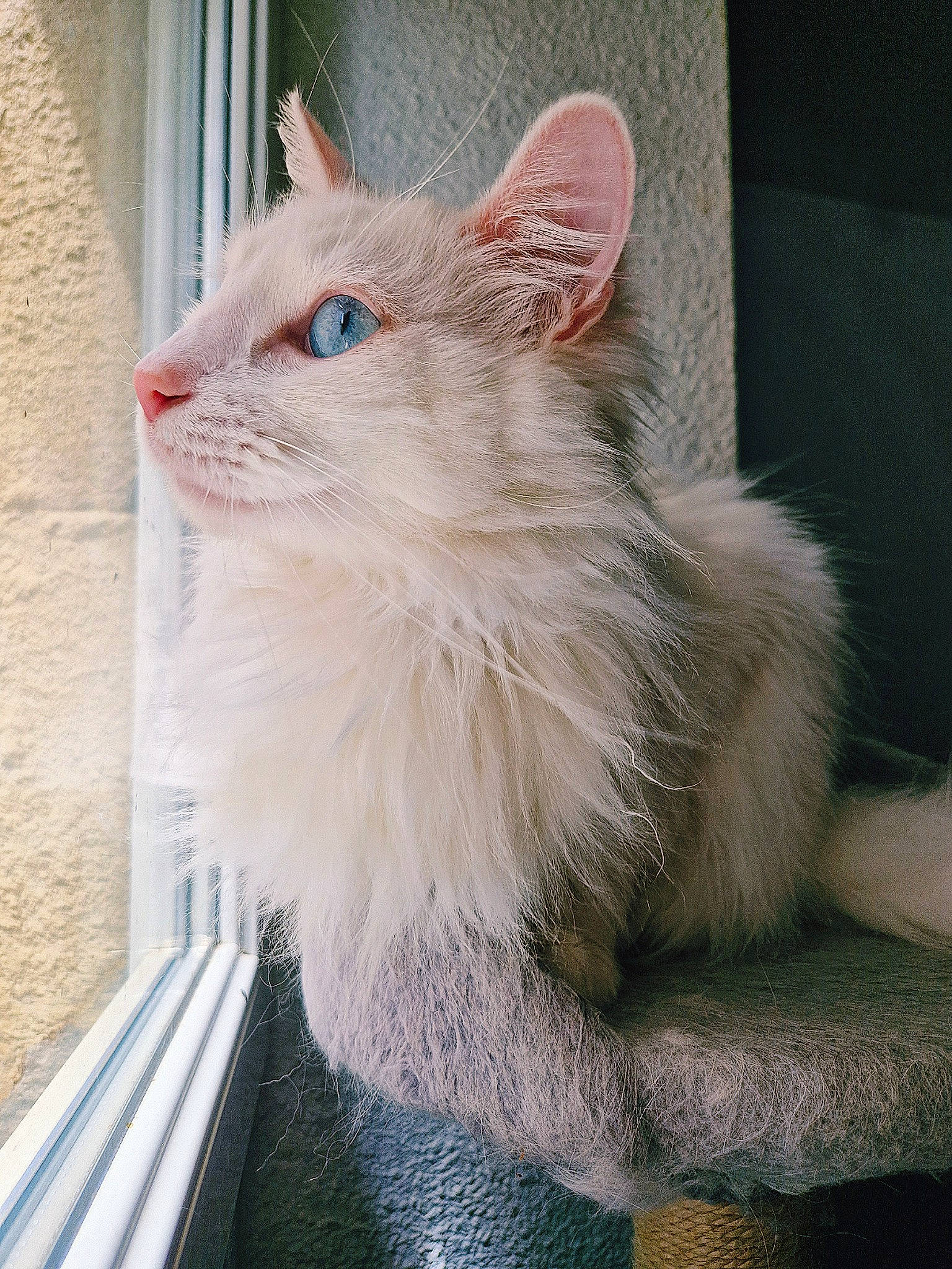 Snow participe au concours pour gagner de l'argent avec cette photo : british_longhair, carnivore, cat, claw, comfort, domestic_short_haired_cat, eye, fawn, felidae, fur, maine_coon, paw, pet_supply, small_to_medium_sized_cats, snout, tail, terrestrial_animal, whiskers, window