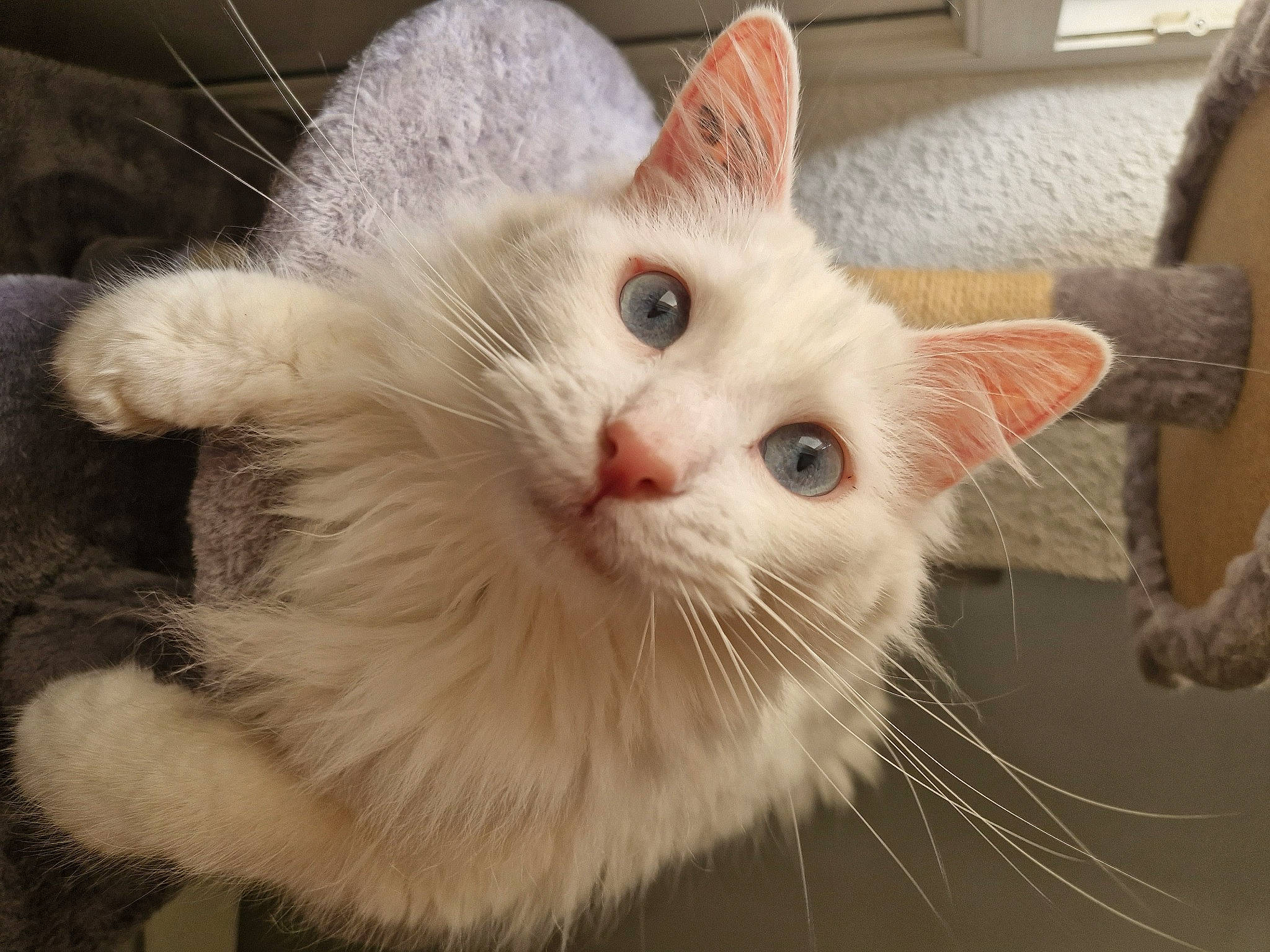 Snow a rejoint le concours — aidez-le/la à gagner de superbes lots ! carnivore, cat, claw, domestic_short_haired_cat, fawn, felidae, fur, paw, small_to_medium_sized_cats, snout, tail, whiskers