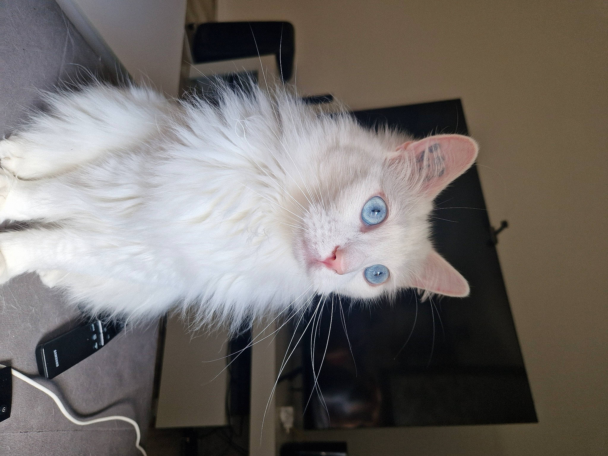 Snow a rejoint le concours — aidez-le/la à gagner de superbes lots ! carnivore, cat, claw, domestic_short_haired_cat, fawn, felidae, fur, paw, small_to_medium_sized_cats, snout, tail, whiskers