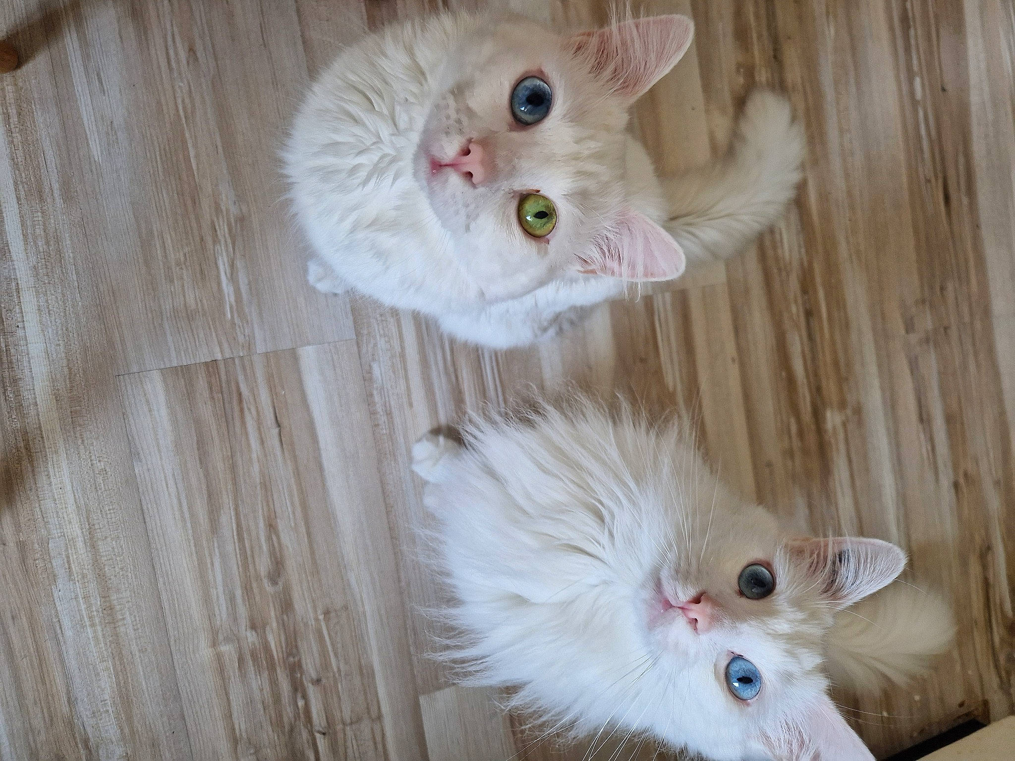 Sushi participe au concours pour gagner de l'argent avec cette photo : carnivore, cat, eye, fawn, feather, felidae, flooring, fur, hardwood, paw, plant, small_to_medium_sized_cats, snout, tail, whiskers, white, wood
