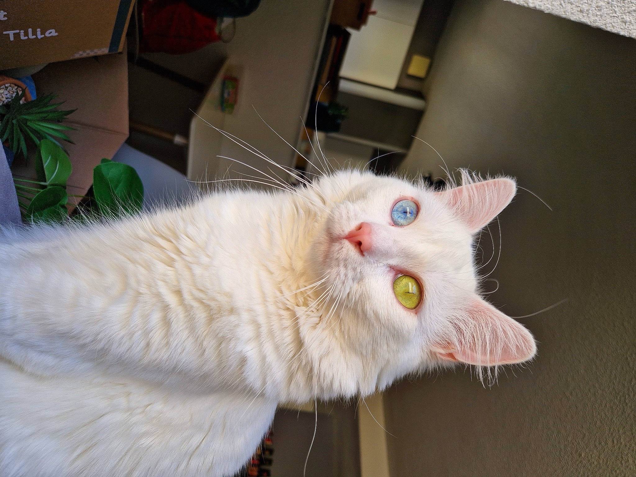 Sushi a rejoint le concours — aidez-le/la à gagner de superbes lots ! carnivore, cat, claw, domestic_short_haired_cat, fang, fawn, felidae, fur, paw, plant, small_to_medium_sized_cats, snout, tail, whiskers, window