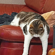 Myrtille a rejoint le concours — aidez-le/la à gagner de superbes lots ! animal, cat, claws, cozy, feline, fur, home, household, indoor, lazy, leather_couch, pet, red_couch, relaxed, resting, sleepy, striped, tabby, whiskers, white_paws