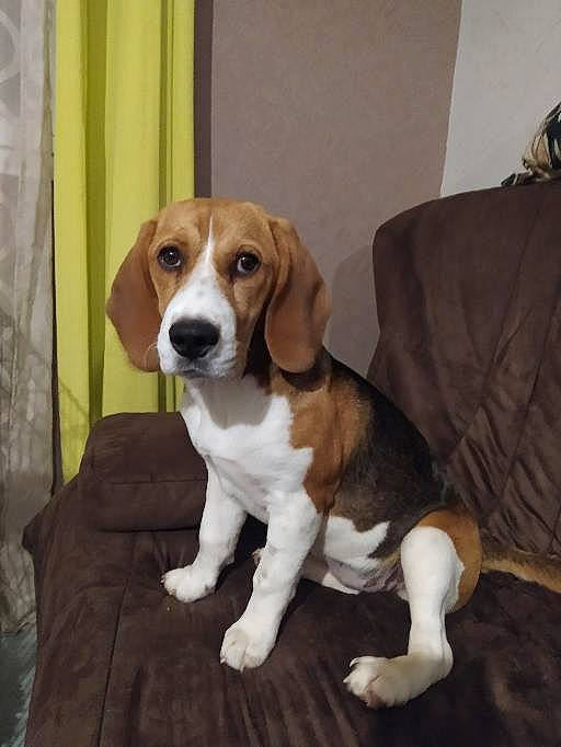 Lolita participe au concours pour gagner de l'argent avec cette photo : beaglier, canidae, carnivore, comfort, companion_dog, couch, dog, dog_breed, fawn, hardwood, hound, hunting_dog, liver, sleeper_chair, snout, sporting_group, tail, terrestrial_animal, wood, working_animal