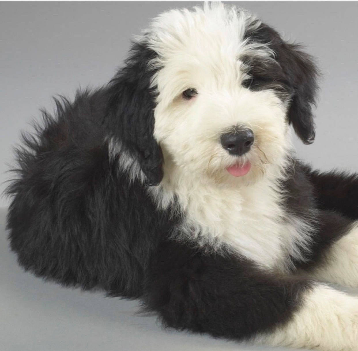 Teddy joined the competition — help win amazing prizes! bearded_collie, canidae, carnivore, companion_dog, dog, dog_breed, havanese, herding_dog, kyi_leo, lowchen, mammal, old_english_sheepdog, polish_lowland_sheepdog, puppy, rare_breed_dog, terrier, tibetan_terrier, vertebrate, working_dog