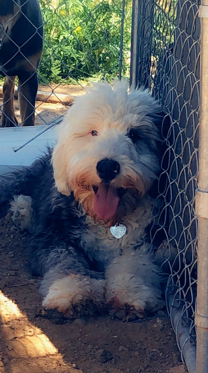 Teddy is registered to the contest to win money with this photo: bearded_collie, bosnian_coarse_haired_hound, briquet_griffon_vendeen, canidae, carnivore, dog, dog_breed, mammal, old_english_sheepdog, petit_basset_griffon_vendeen, polish_lowland_sheepdog, rare_breed_dog, romanian_mioritic_shepherd_dog, sapsali, snout, sporting_lucas_terrier, terrier, tibetan_terrier, vertebrate, west_highland_white_terrier