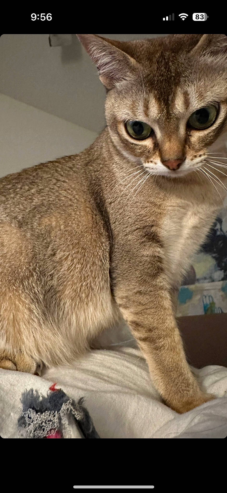 Pinù is registered to the contest to win money with this photo: carnivore, cat, claw, domestic_short_haired_cat, fawn, felidae, fur, grey, paw, small_to_medium_sized_cats, tail, terrestrial_animal, whiskers, wildlife