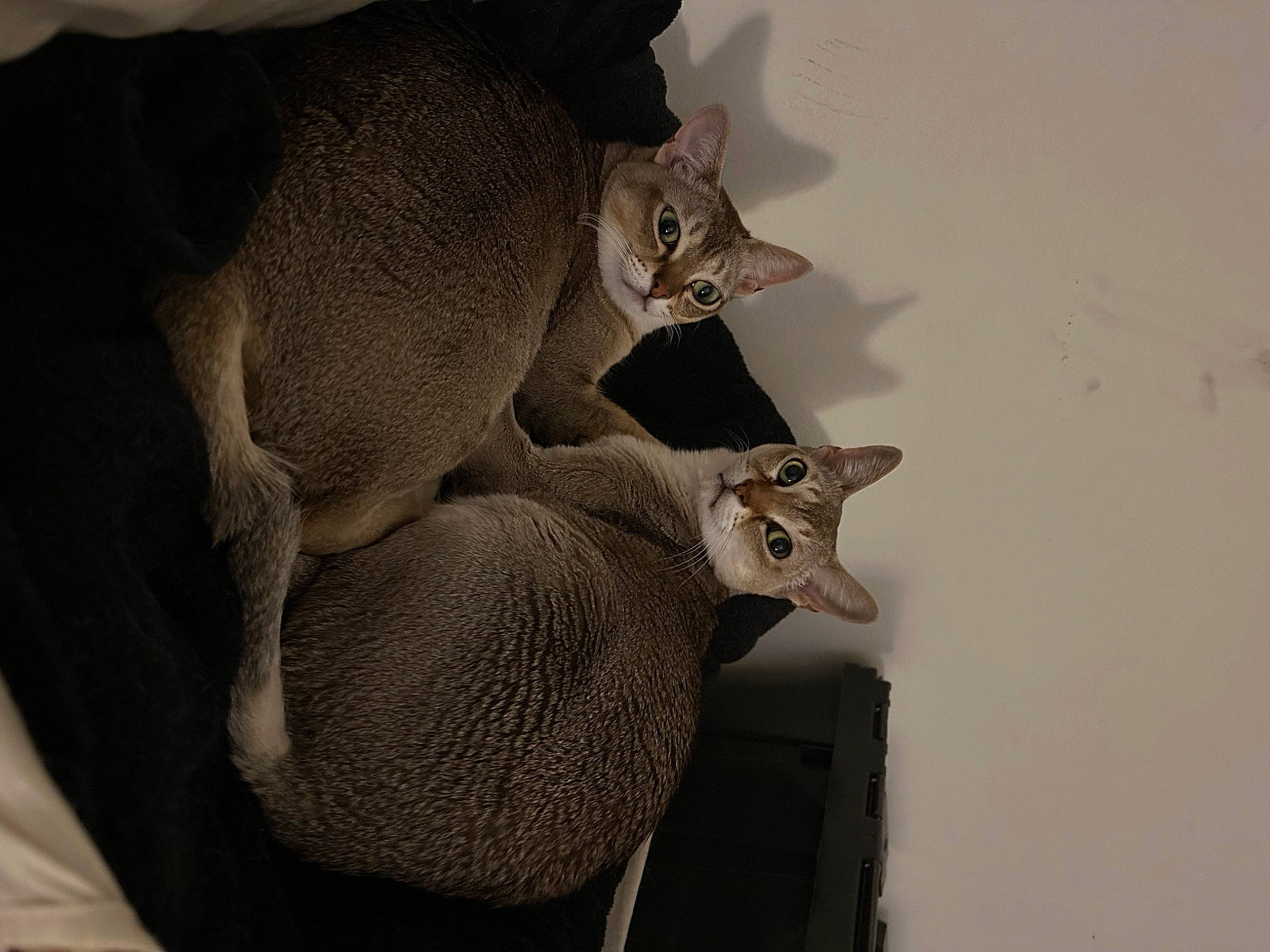 Pinù is registered to the contest to win money with this photo: artifact, carnivore, cat, elbow, felidae, fur, grey, metal, pattern, sculpture, sleeve, small_to_medium_sized_cats, snout, still_life_photography, tail, trunk, visual_arts, waist, whiskers, wood