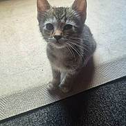 Smocky joined the competition — help win amazing prizes! kitten, cat, tabby, indoor, carpet, floor, pet, animal, whiskers, fur, curious, small, cute, young, sitting, looking_up, domestic, mammal, feline, adorable