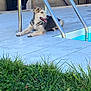 Baloo a rejoint le concours — aidez-le/la à gagner de superbes lots ! dog, puppy, husky, pool, poolside, grass, outdoor, metal_rails, tongue_out, happy, pet, animal, relaxed, sunlight, floor_tiles, blue_water, fence, recreation, summer, nature