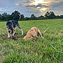 dog, grass, field, outdoor, nature, sky, clouds, sun, trees, canine, animal, green, daytime, playful, curious, pets, collar, digging, landscape, sunset