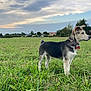 Baloo a rejoint le concours — aidez-le/la à gagner de superbes lots ! dog, grass, field, sky, clouds, outdoor, collar, pet, animal, nature, greenery, young_dog, blue_eyes, alert, standing, landscape, daytime, fur, ears, tail